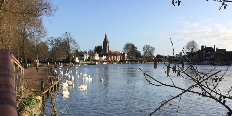 Swans on the River Thames